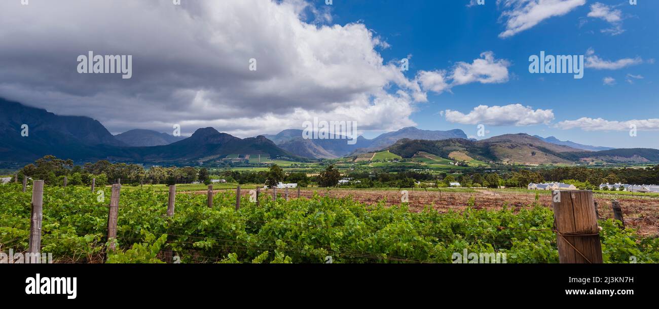 Viñedos del cabo occidental fotografías e imágenes de alta resolución