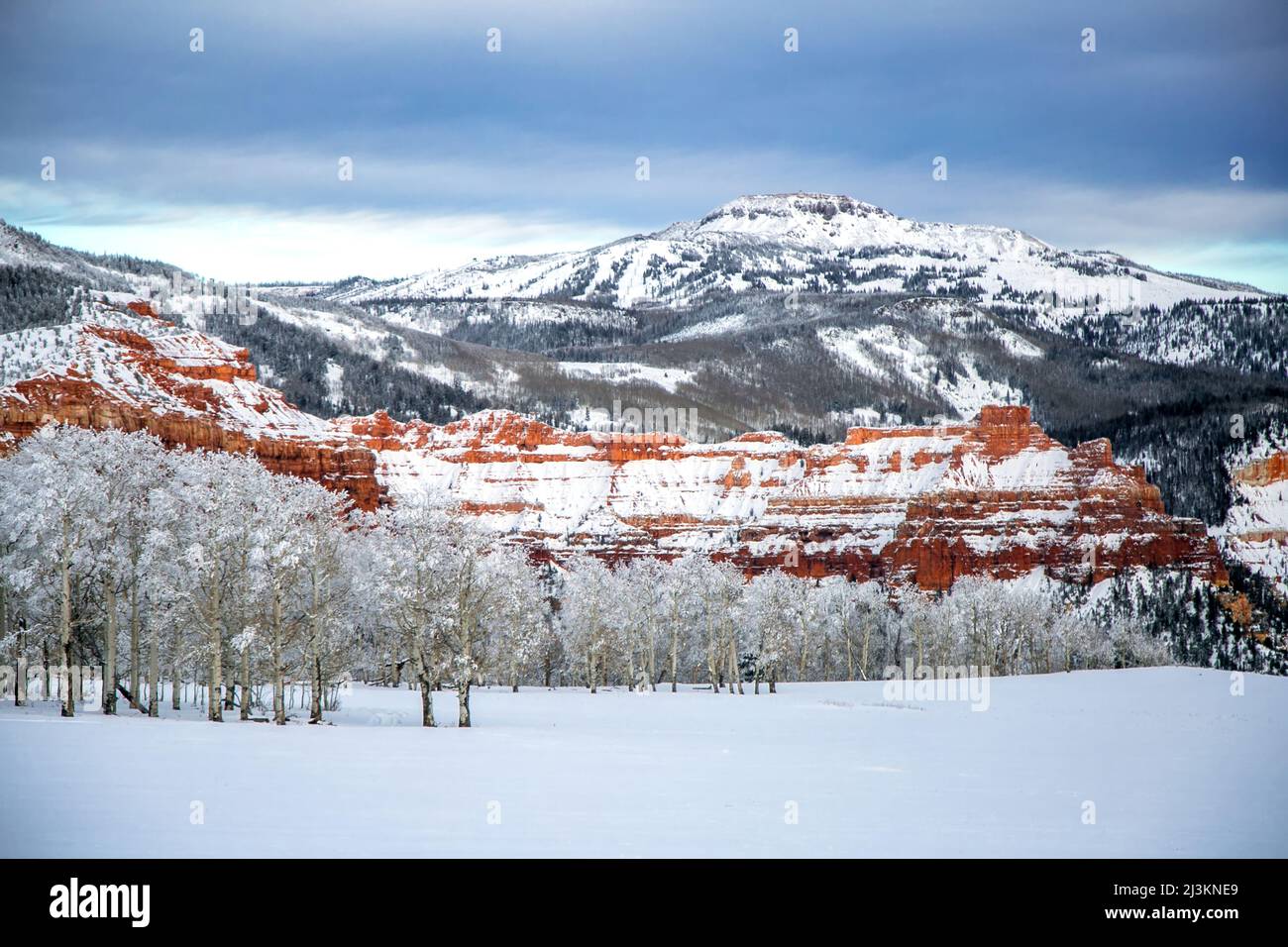 La nieve cubre las montañas y un bosque de álamos; Cedar City, Utah, Estados Unidos de América Foto de stock