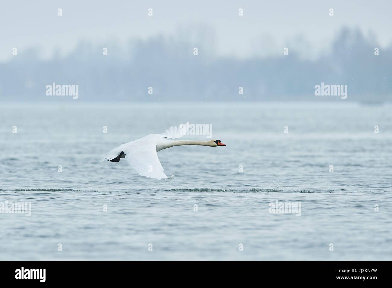 Cisne mudo (Cygnus olor) volando sobre el río Donau; Palatinado superior, Baviera, Alemania Foto de stock