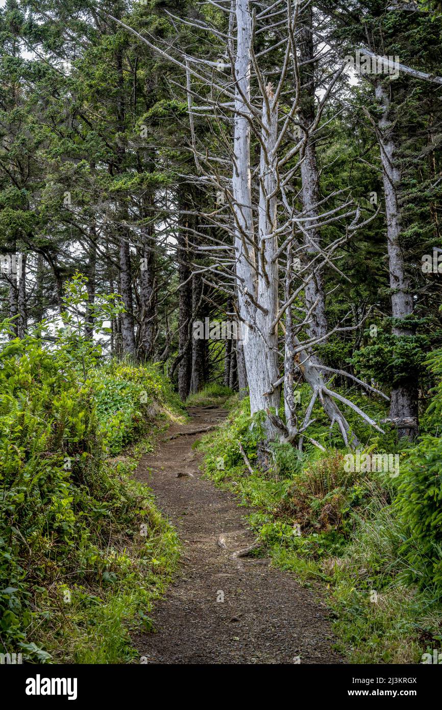 Un sendero pasa a través del bosque en el Parque Estatal Ecola en la costa de Oregon; Cannon Beach, Oregon, Estados Unidos de América Foto de stock