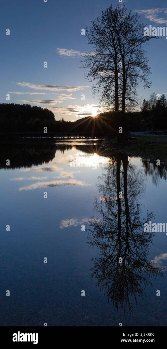 Imagen de espejo de árbol y bosque en un lago al atardecer; probablemente, Columbia Británica, Canadá Foto de stock