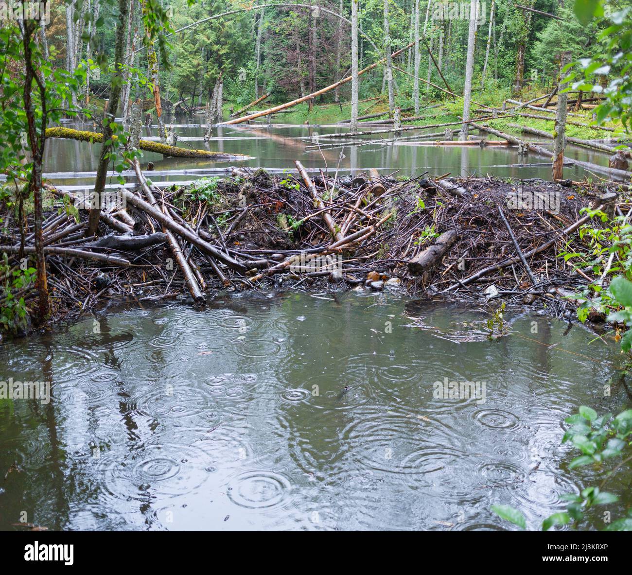 Dique de Beaver en un cuerpo de agua en un día lluvioso, Green Timbers Urban Forest; Surrey, British Columbia, Canadá Foto de stock