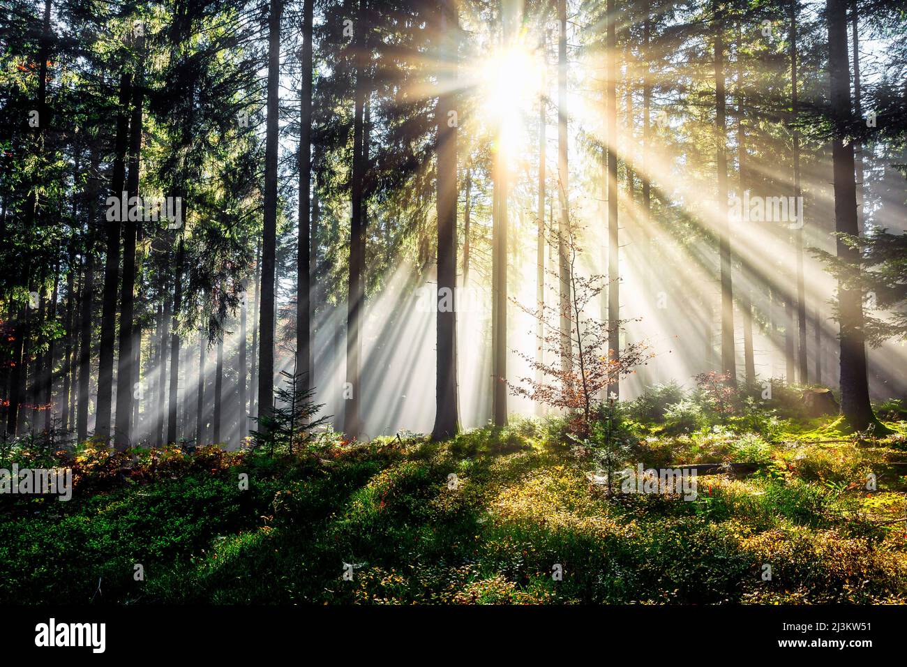 Lichtdurchfluteter Wald im Schwarzwald Foto de stock