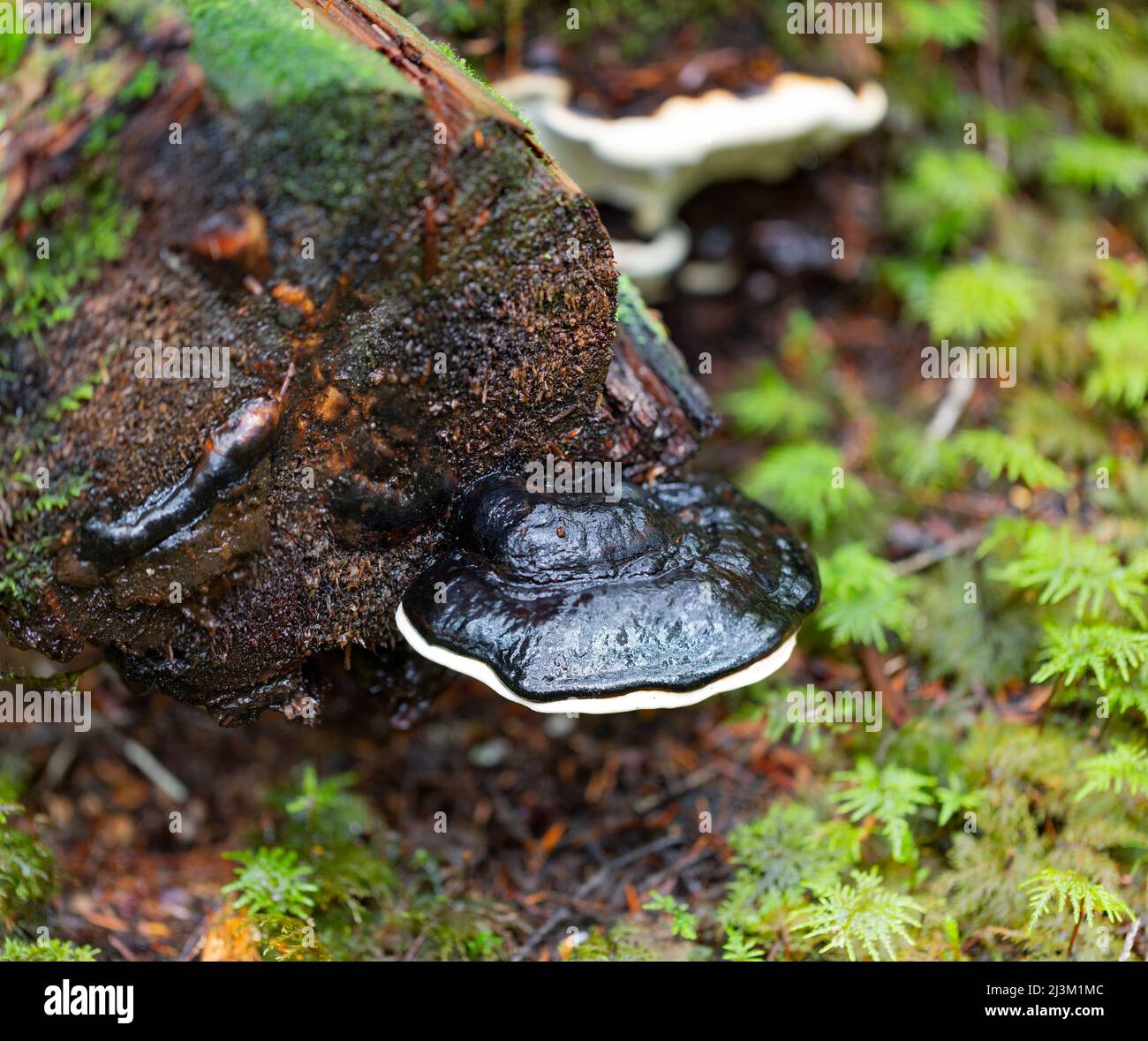 Detalle de primer plano de un hongo que crece a partir de un tronco húmedo en un bosque; Columbia Británica, Canadá Foto de stock