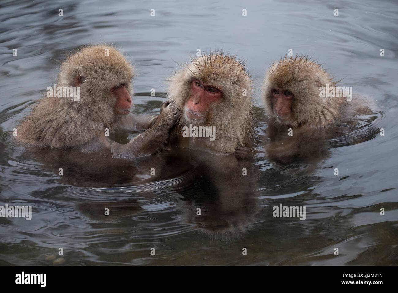 Monos nieves japoneses (Macaca fuscata) en aguas termales. Situado en la base del Parque Nacional Joshinetsu Kogen, el Parque de Monos de Jigokudani... Foto de stock