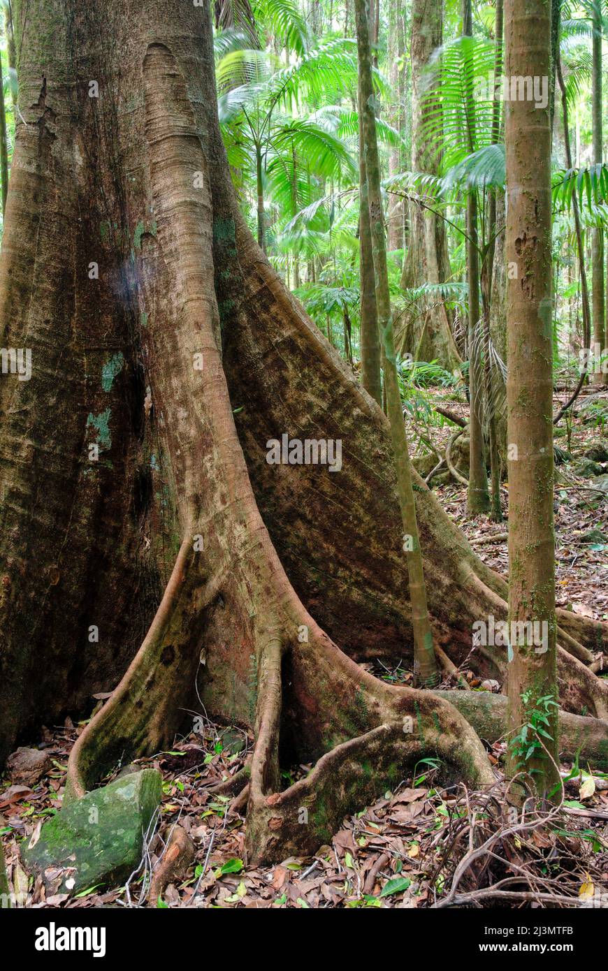 Blue Quandong, Elaeocarpus grandis, en el Parque Nacional de la Cuna de la Cuna. Foto de stock