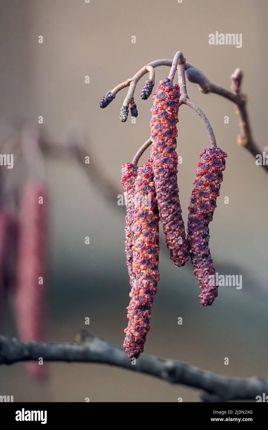 Catkins de aliso pardo de cerca en el fondo borroso, primavera - alnus glutinosa Foto de stock