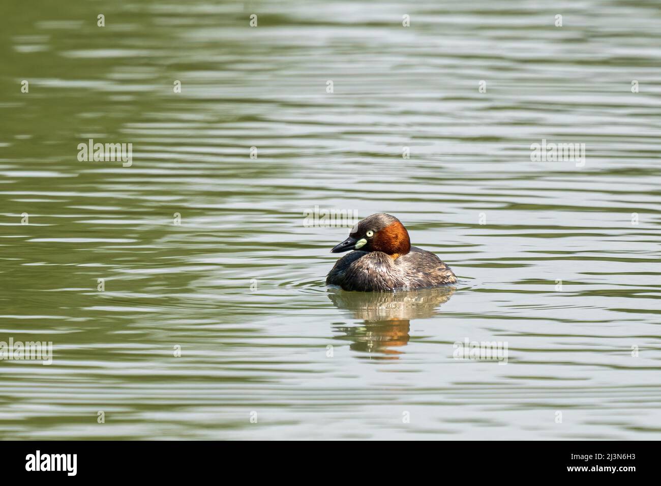 Pequeño grebe (Tachybaptus ruficollis) nadar y cazar en un pequeño estanque en un día soleado en primavera Foto de stock