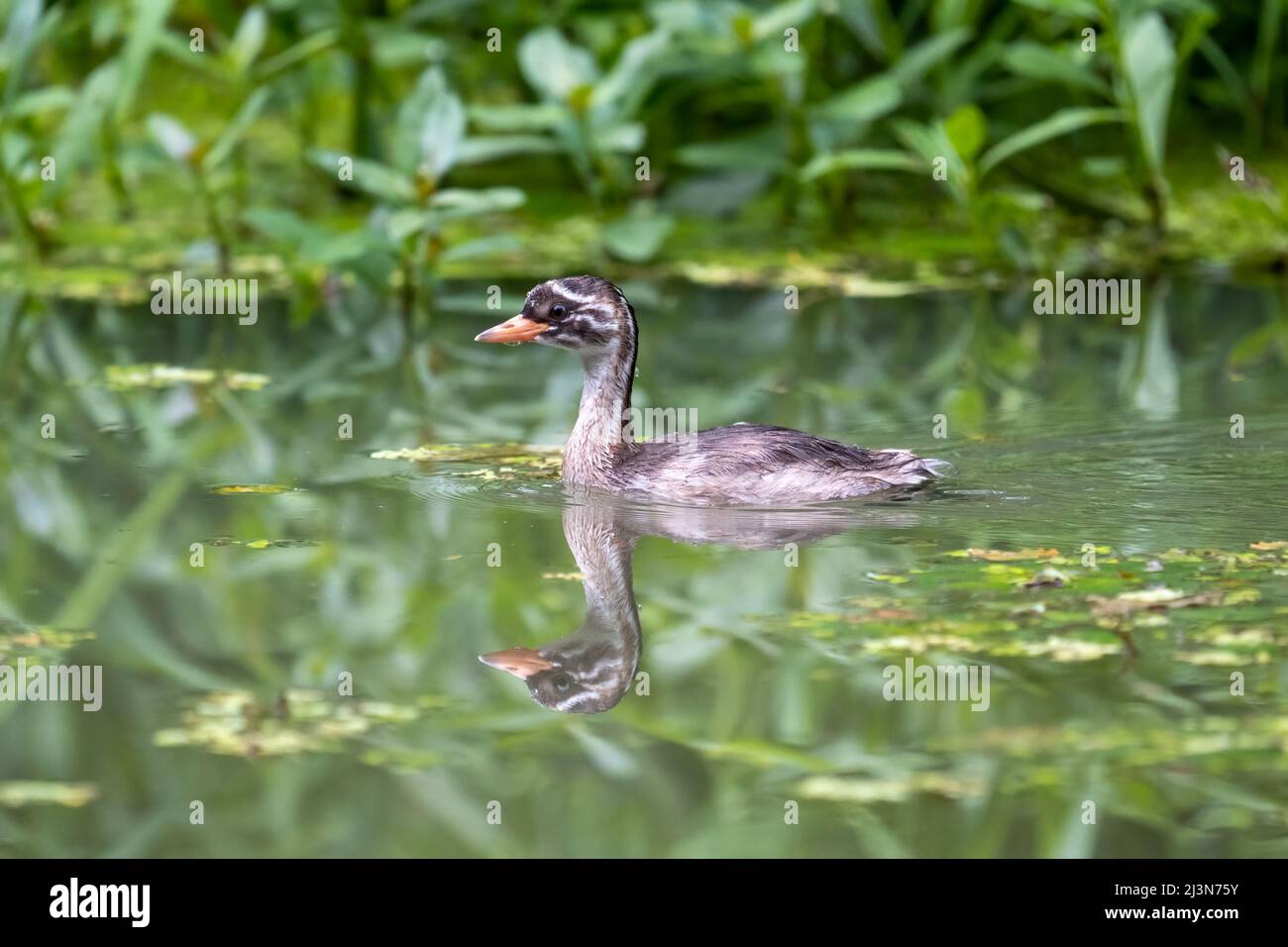 Pequeño grebe (Tachybaptus ruficollis) nadar y cazar en un pequeño estanque en un día soleado en primavera Foto de stock