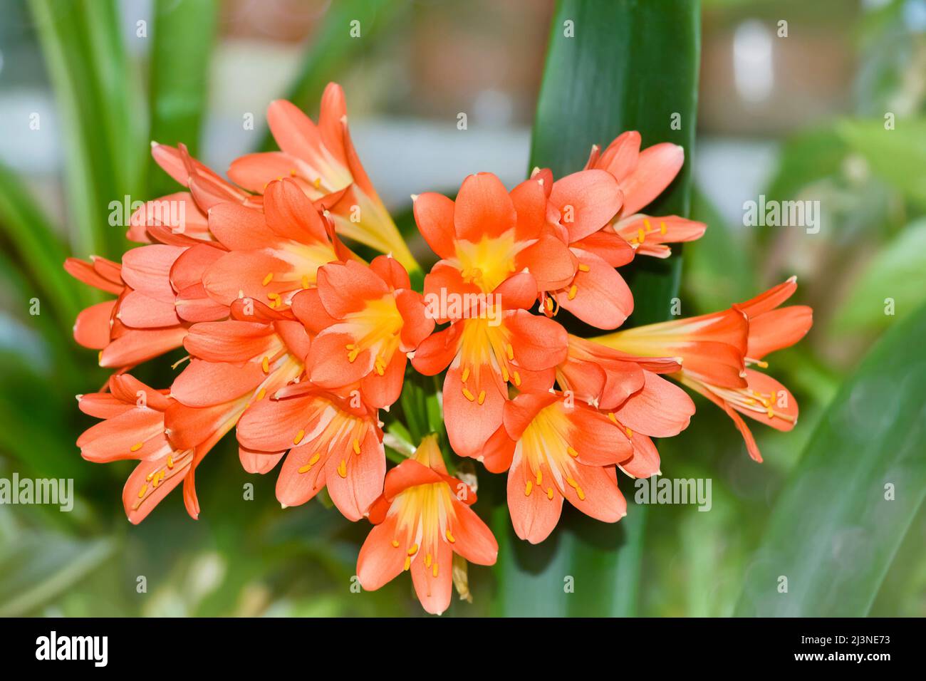 Primer plano de la camarilla naranja en flor sobre un fondo desenfocado.  Enfoque selectivo. El concepto de mejoramiento de plantas en interiores  Fotografía de stock - Alamy