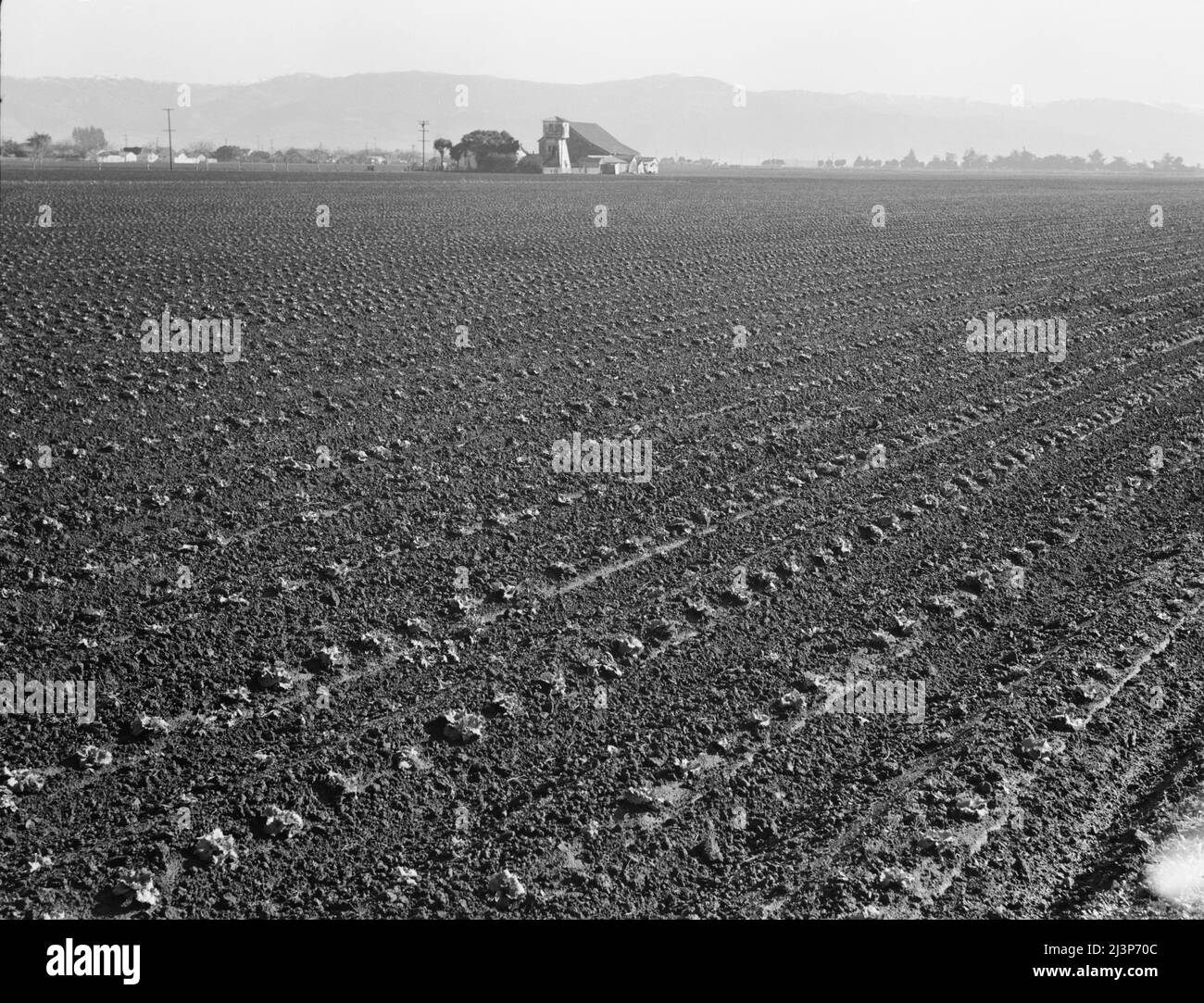 Salinas Valley, California. Agricultura comercial a gran escala. Este solo  condado de California (Monterey) envió 20.096 lotes de lechuga en 1934, o  cuarenta y cinco por ciento de todos los envíos de