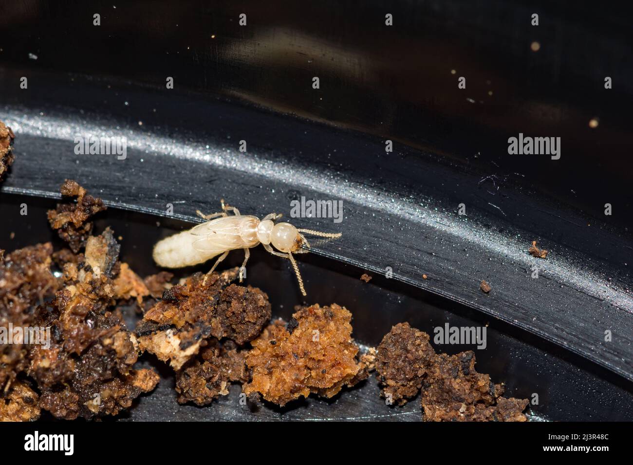 Termite Subterráneo Oriental - Reticulitermes flavipes Foto de stock