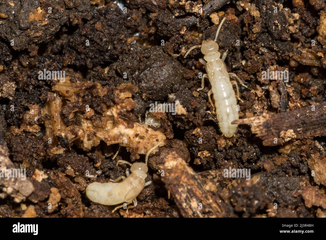 Termite Subterráneo Oriental - Reticulitermes flavipes Foto de stock