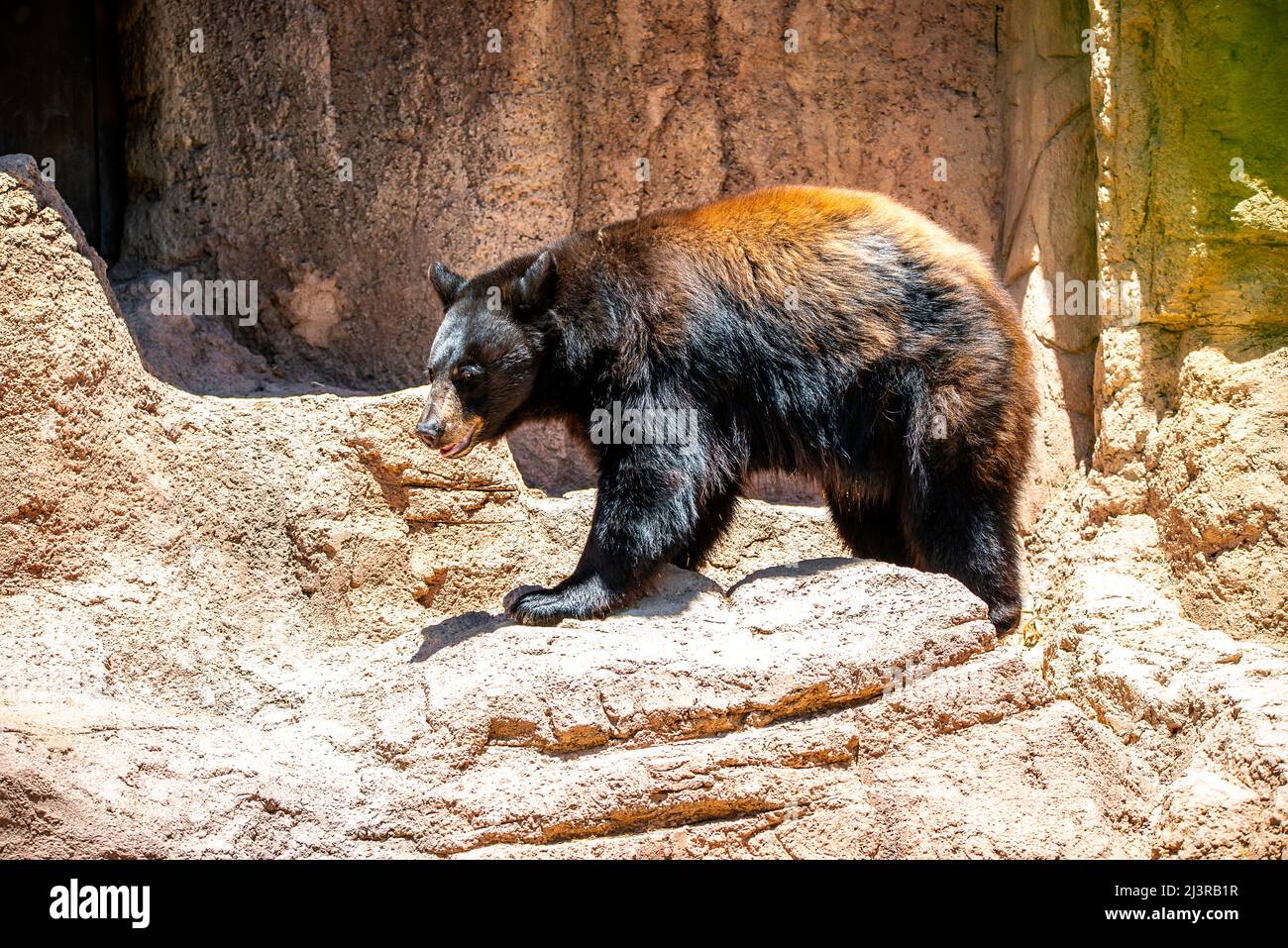 Un oso negro en Arizona, Estados Unidos Foto de stock