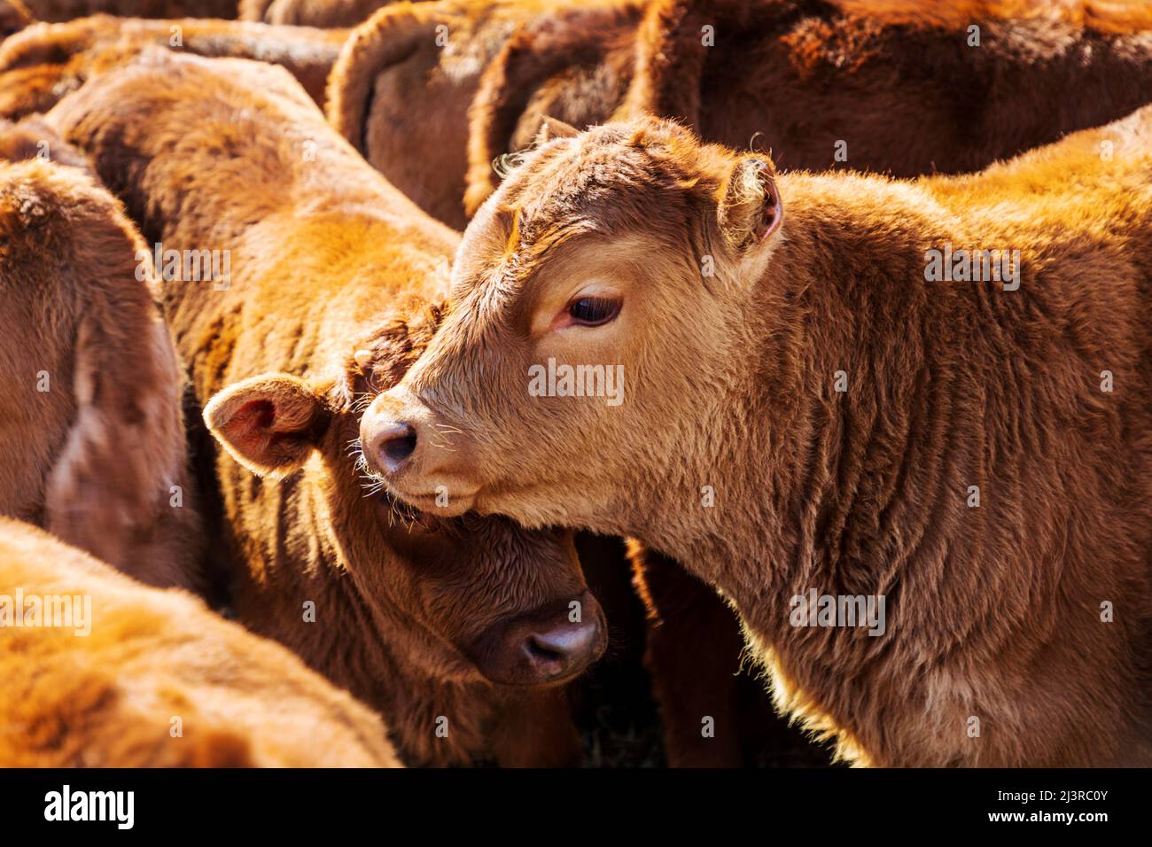 Las terneras de novilla y toro esperan la marca de primavera en Hutchinson Ranch cerca de Salida: Colorado; Estados Unidos Foto de stock