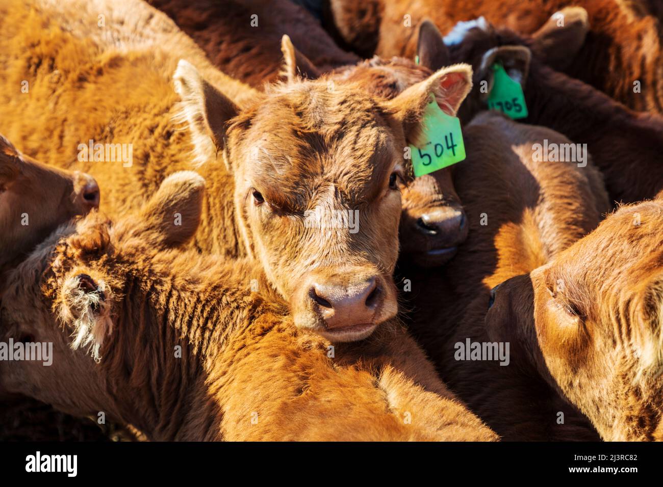 Las terneras de novilla y toro esperan la marca de primavera en Hutchinson Ranch cerca de Salida: Colorado; Estados Unidos Foto de stock