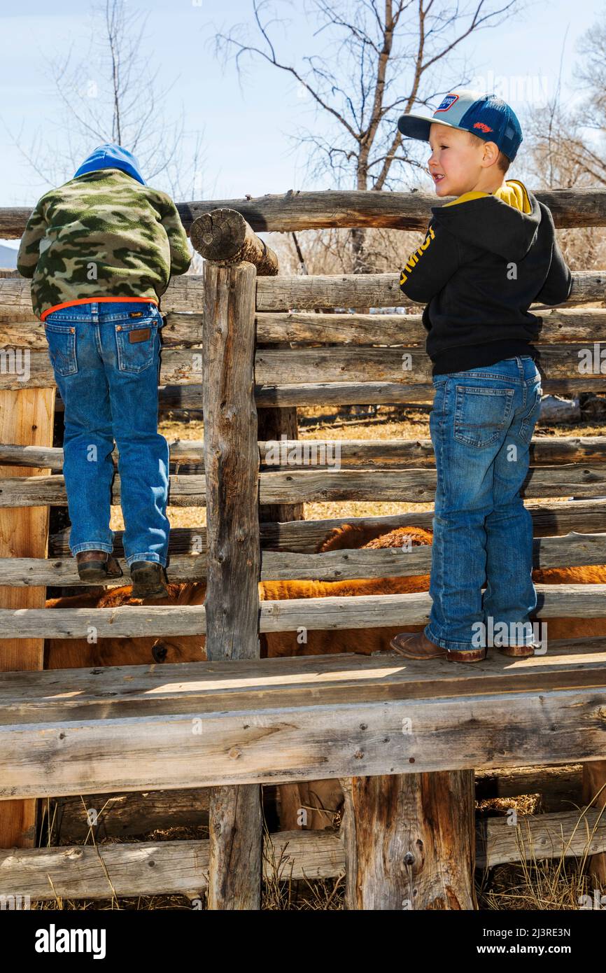 Los niños del rancho juegan en el evento de marca de primavera en el Hutchinson Ranch cerca de Salida: Colorado; Estados Unidos Foto de stock