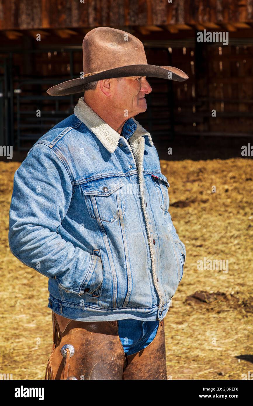 Cowboy trabaja en un evento de marca de primavera en Hutchinson Ranch cerca de Salida: Colorado; Estados Unidos Foto de stock