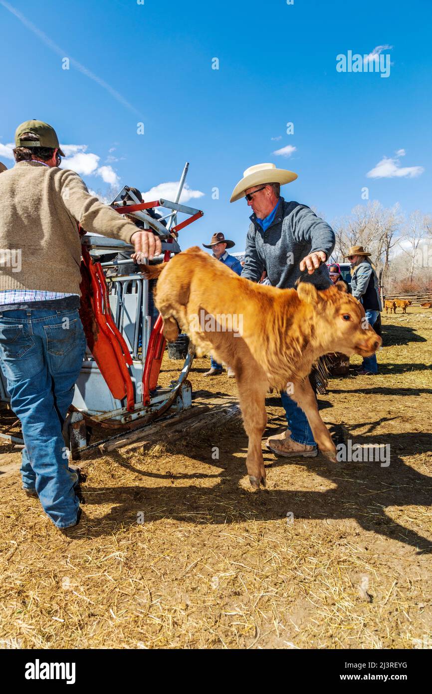 Cowboys marca joven becerro en tiro de apriete; evento de marca de primavera en el Hutchinson Ranch cerca de Salida: Colorado; Estados Unidos Foto de stock