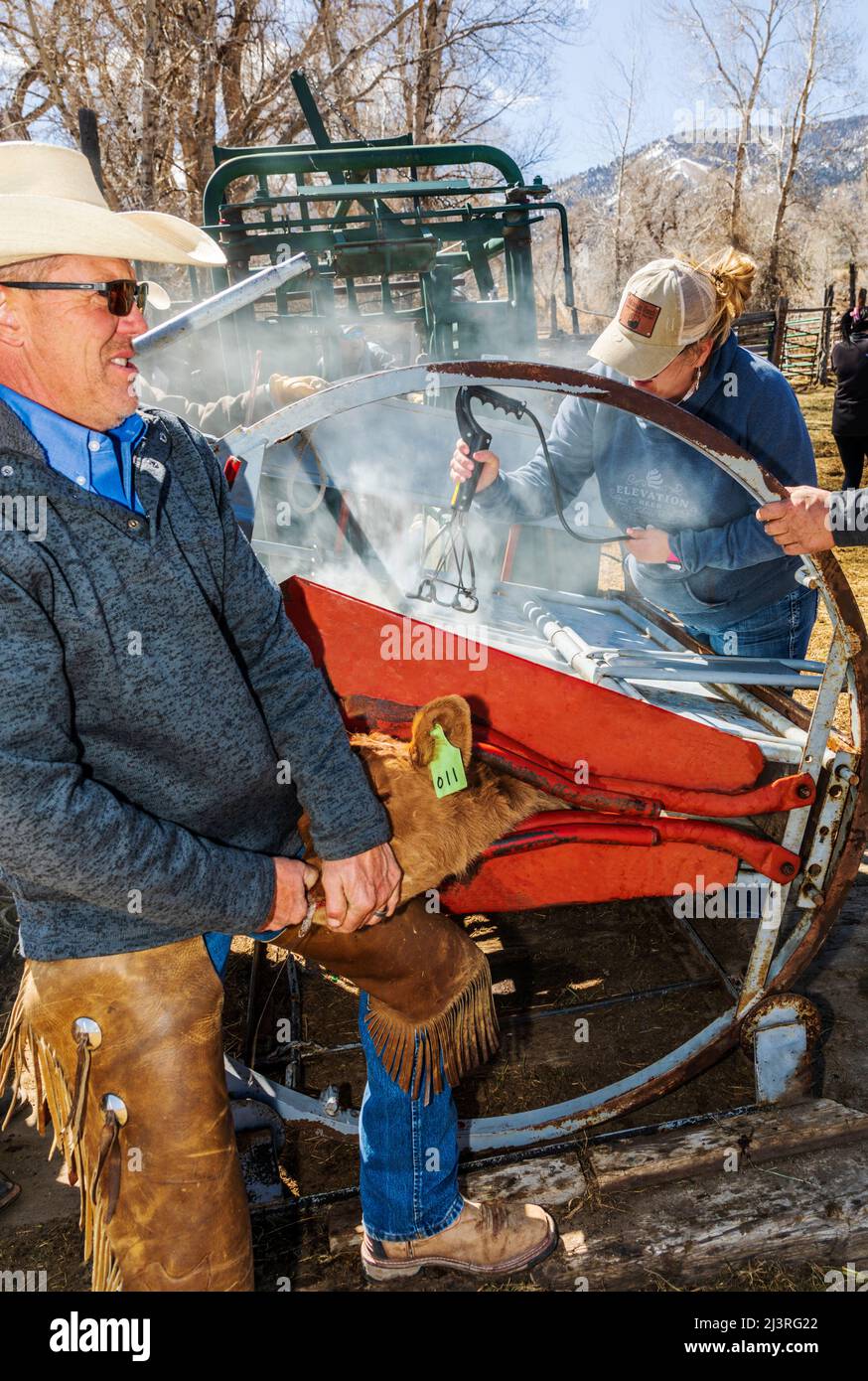 El propietario del rancho Cowgirl & sexta generación Abby Hutchinson; marca a un becerro en un tiroteo en el rancho Hutchinson cerca de Salida: Colorado; Estados Unidos Foto de stock