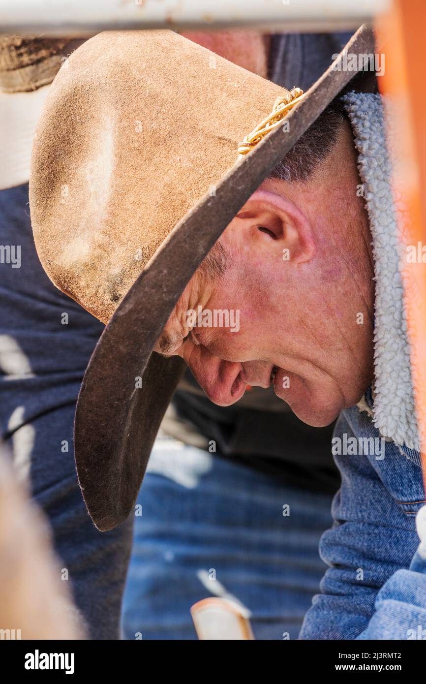 Cowboys marca joven becerro en tiro de apriete; evento de marca de primavera en el Hutchinson Ranch cerca de Salida: Colorado; Estados Unidos Foto de stock