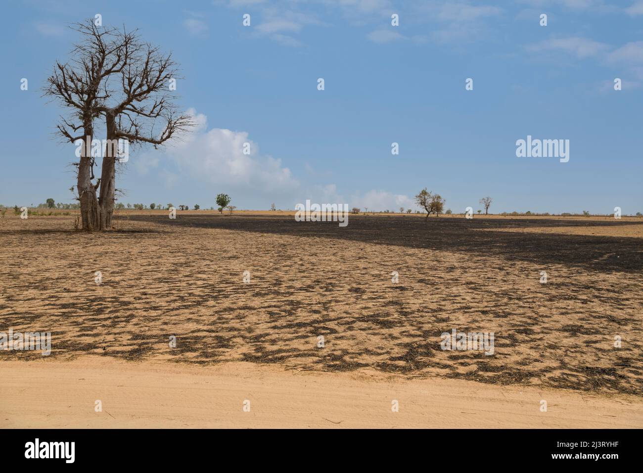 Senegalesa Campo cerca de Kaolack, Senegal. Restos de cosecha anterior quemados antes de la nueva plantación. Foto de stock