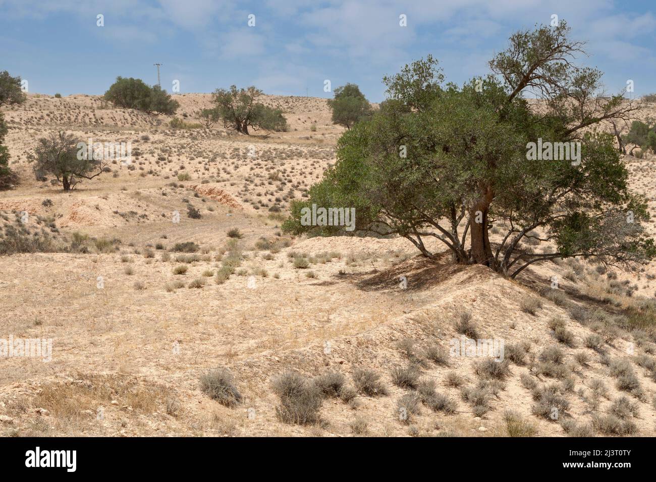 Libia. Olivos cerca de Tarmeisa en el Jebel Nefusa. Observe cómo las bermas crean terrazas para capturar y reducir el esguinde del agua de lluvia. Foto de stock