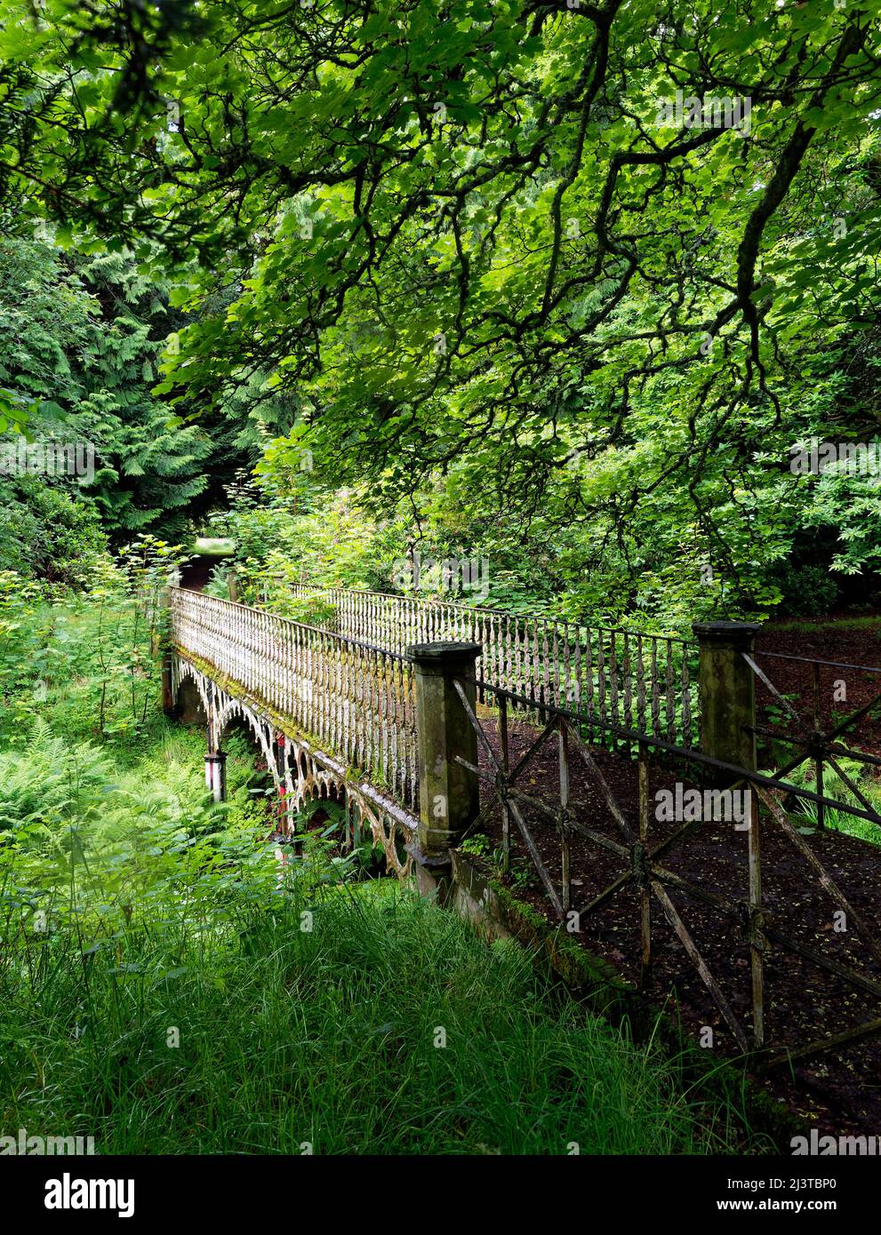 El antiguo puente peatonal de hierro de Stracathro House escondido en un denso bosque en Aberdeenshire, con árboles y helechos. Foto de stock