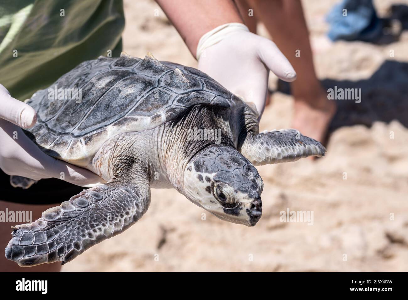 La liberación de tortugas marinas Ridley de Kemp de tortugas en peligro crítico de extinción de Massachusetts rehabilitada en la costa del Golfo de Mississippi, Estados Unidos. Foto de stock