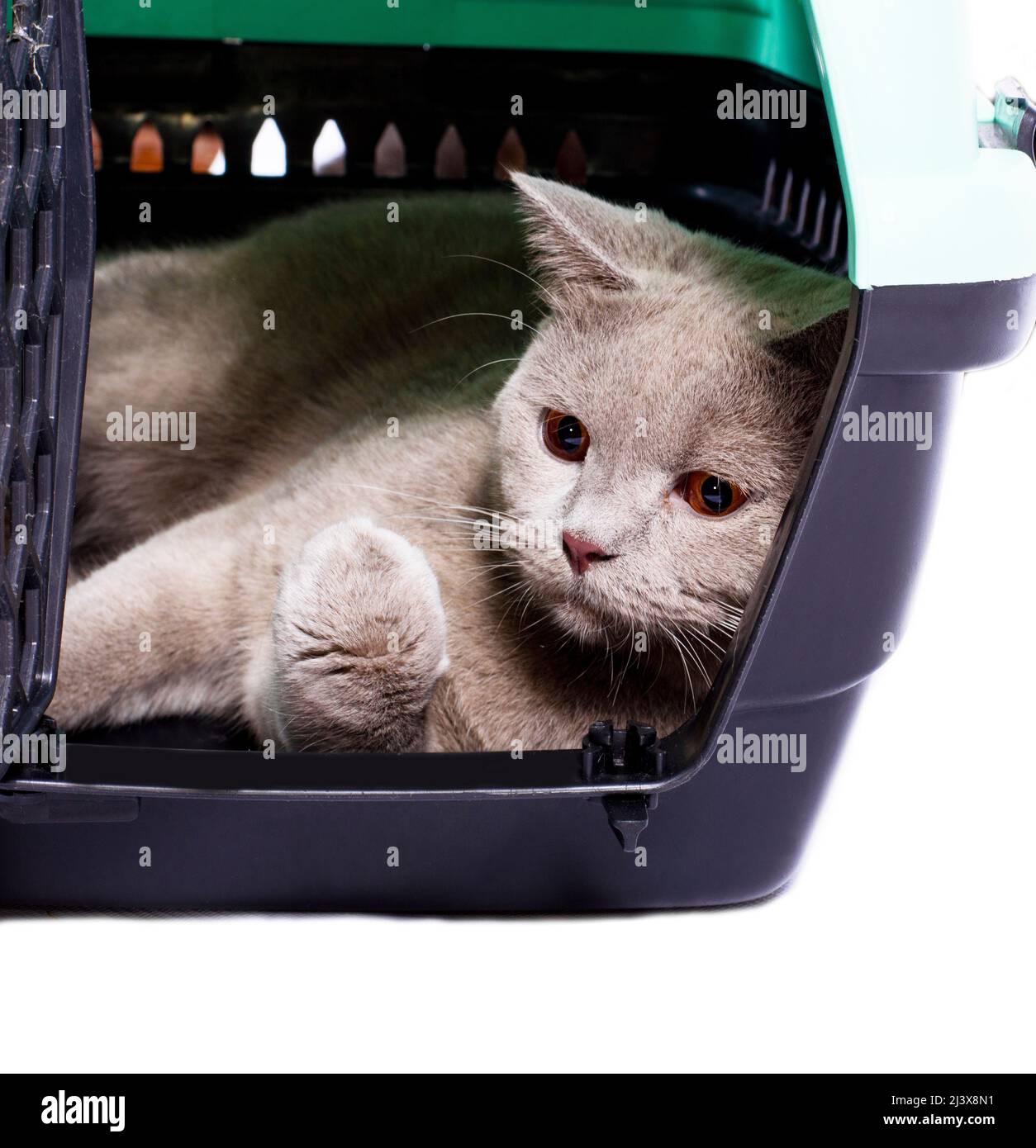 El gato escocés descansa dentro de un portador del gato y muestra una pata,  una imagen aislada, gatos domésticos hermosos, gatos en la casa, mascotas,  un viaje al veterinario. Un tri Fotografía