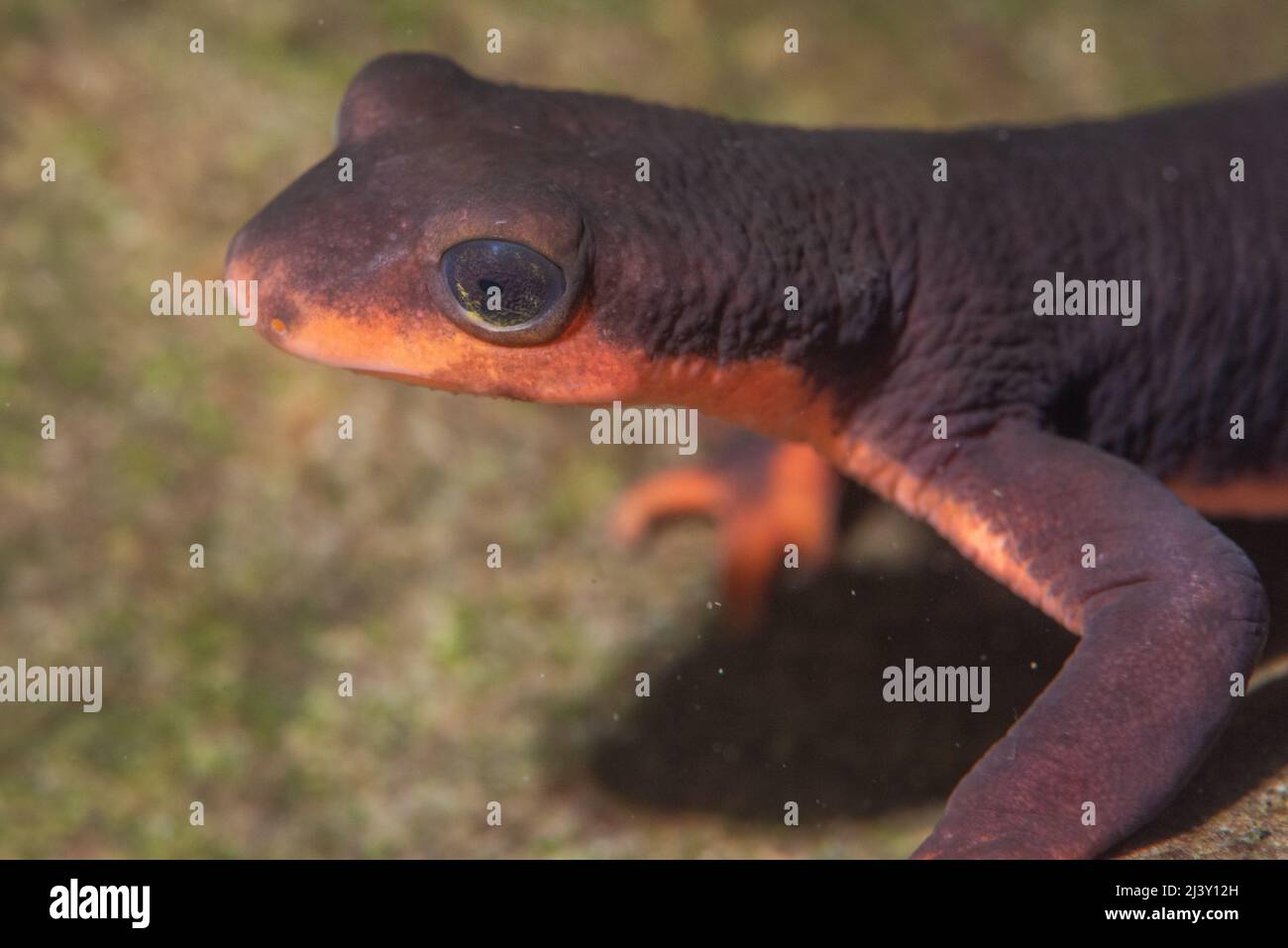 Un newt de vientre rojo (Taricha rivularis) bajo el agua en una pequeña corriente en el norte de California. Foto de stock