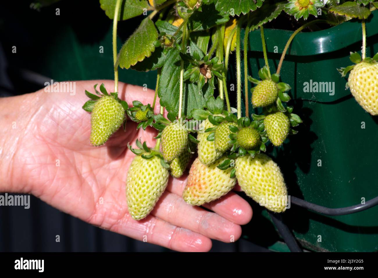 La mano del jardinero que muestra el estado hermoso de la planta de fresa que crece con un montón de frutas en etapa temprana. Jardinería en casa Foto de stock