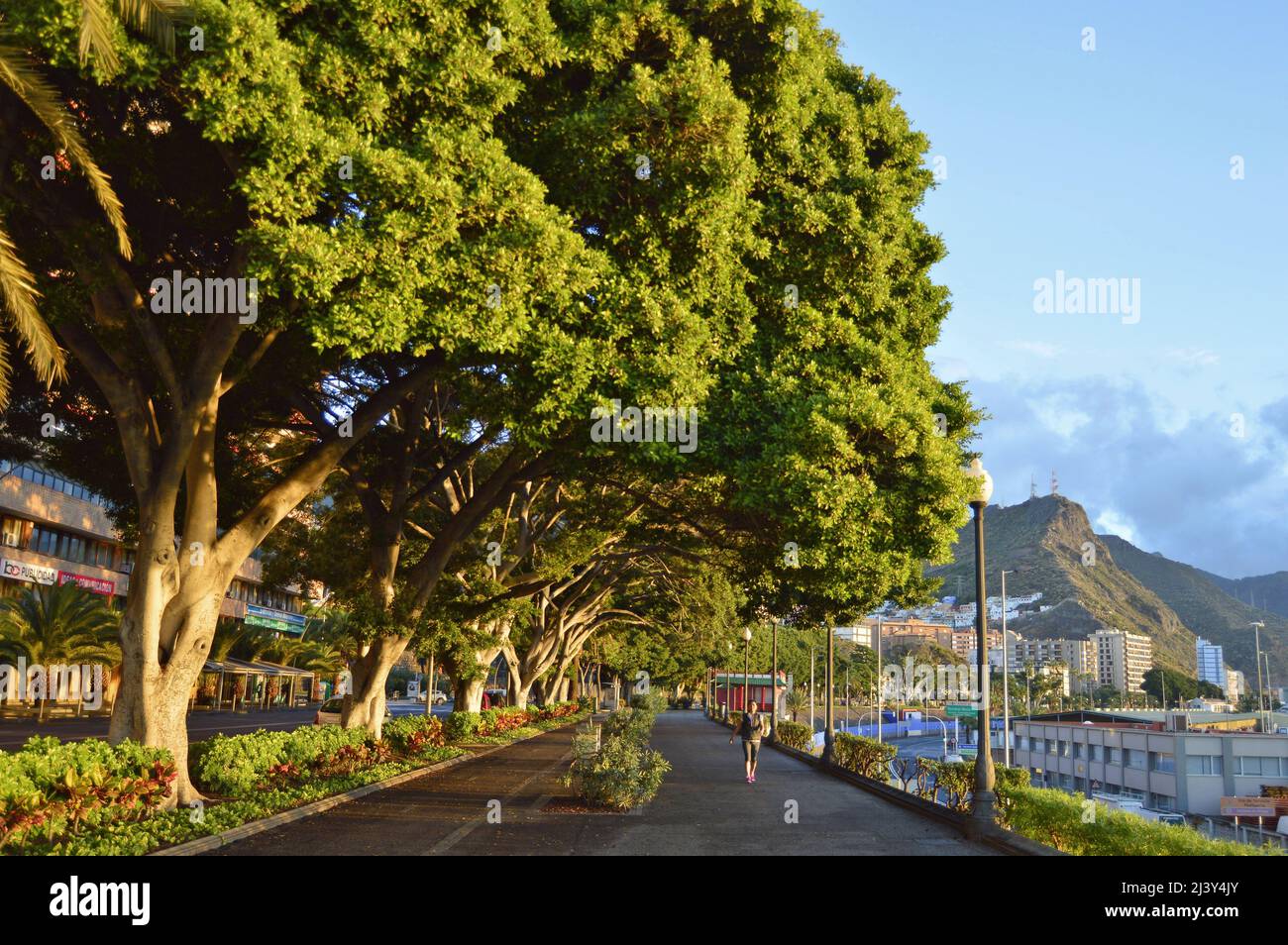 Callejón de árboles perennes y pasarela peatonal en Santa Cruz de Tenerife Islas Canarias España. Foto de stock