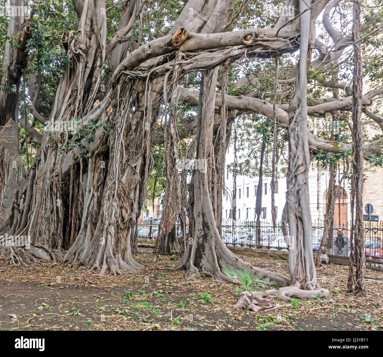 Un grupo de árboles Banyan de forma extraña en Piazza Marina, Palermo, Sicilia, los árboles Banyan desarrollan raíces aéreas que maduran en gruesos troncos arbolados. Foto de stock