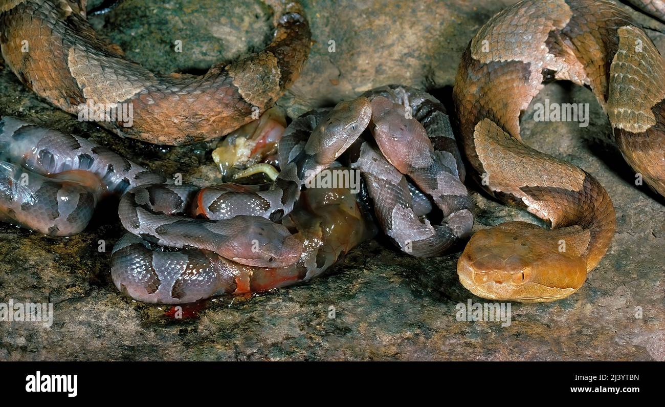 Serpiente de cabeza de cobre (Agkistrodon contortrix), dando a luz a bebés recién nacidos. Foto de stock