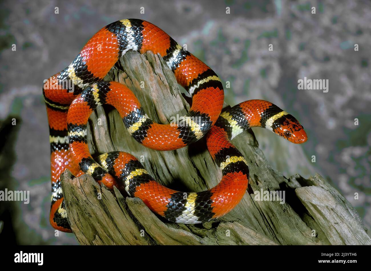 Serpiente escarlata (Lampropeltis triangulum elapsoides), Florida, Estados Unidos Foto de stock