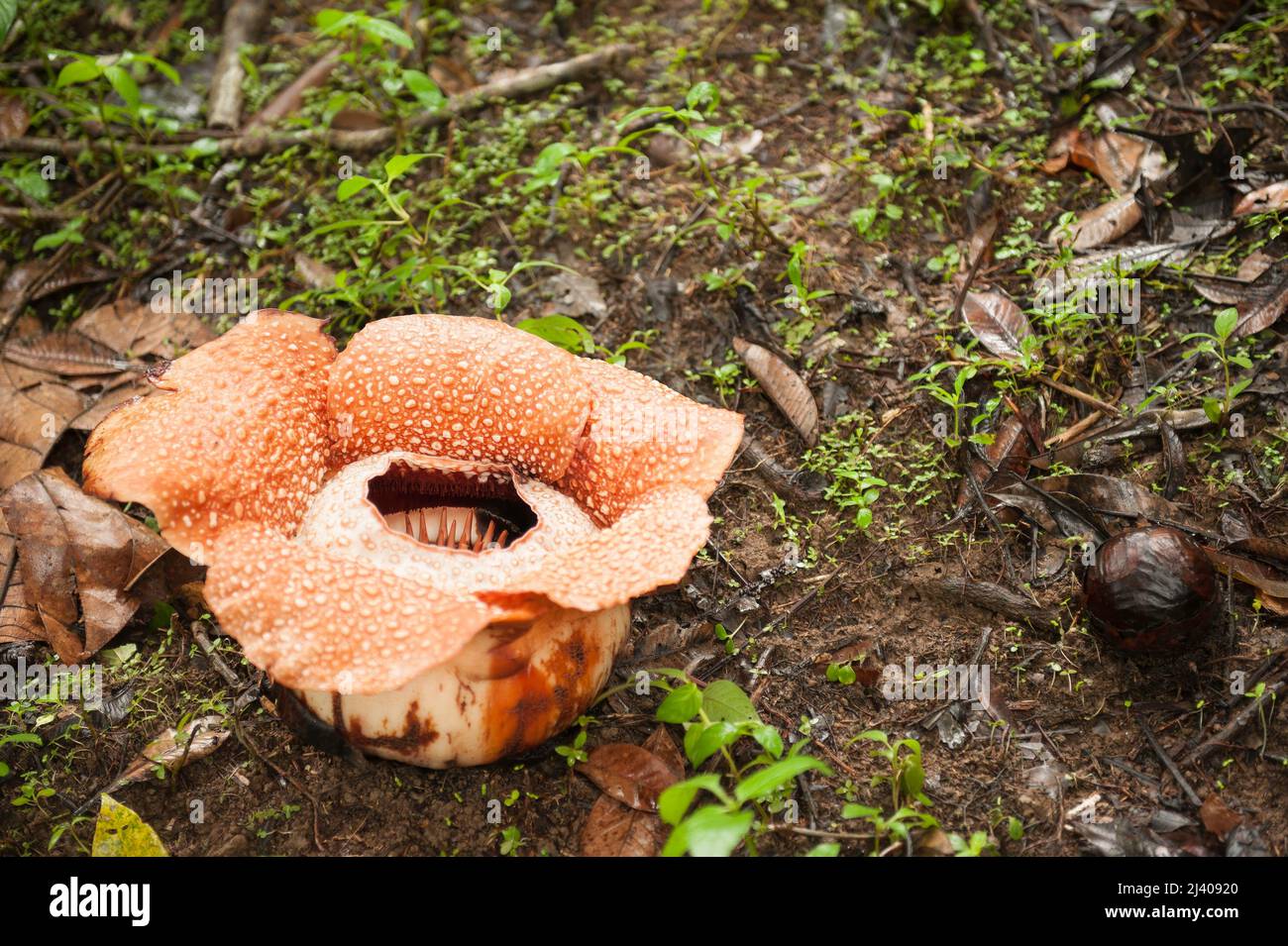 La Rafflesia es una planta parasitaria de los bosques pluviales de Sumatra y Borneo. Tiene la flor individual más grande de la Tierra y un olor muy desagradable. Foto de stock