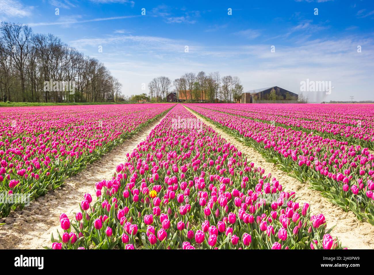 Campo de tulipanes púrpura frente a una granja en Noordoostpolder, Países Bajos Foto de stock