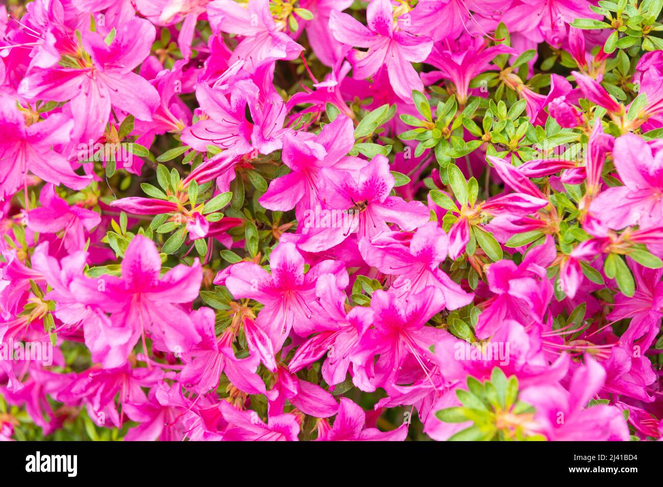 Arbusto floreciente de azalea con pétalos rosas de fondo de flores  Fotografía de stock - Alamy