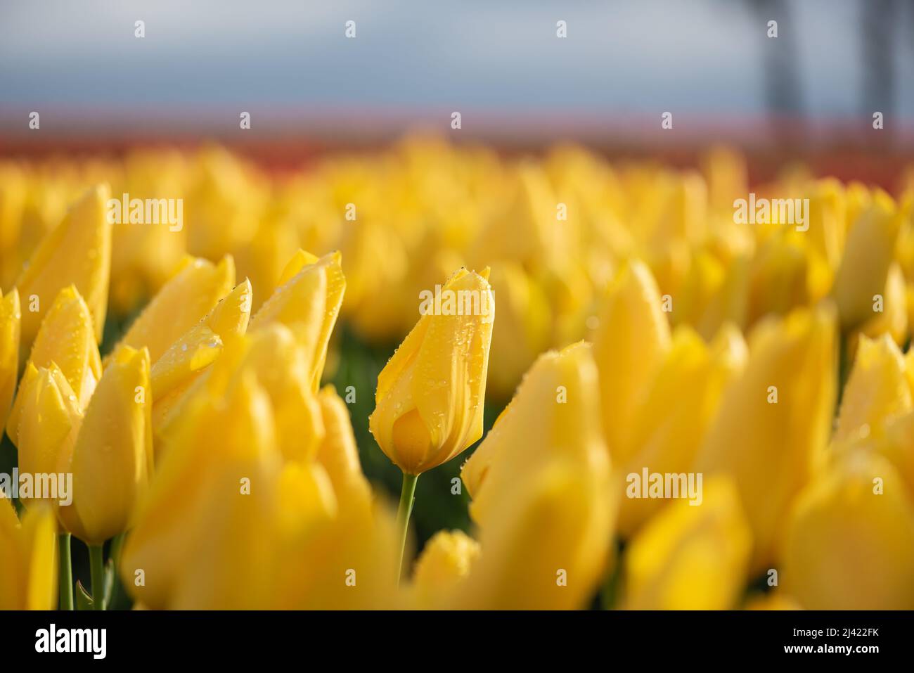 Campo selectivamente enfocado de tulipanes de primavera vibrantes amarillos Foto de stock