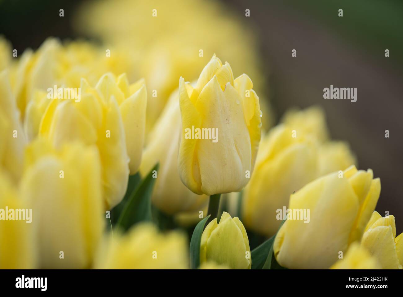 Tulipanes de primavera amarillos de floración suave selectivamente enfocados Foto de stock