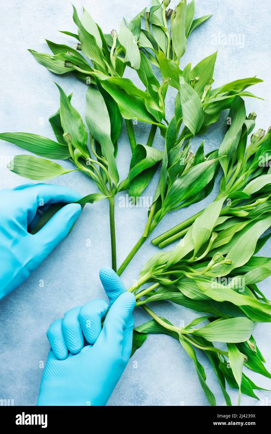 Un manojo de ramitas con hojas sostenidas por guantes de mitones azules Foto de stock
