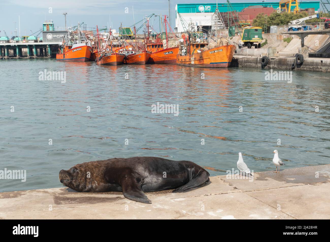 León marino descansando en el muelle , en el Puerto Mar el Fotografía de stock - Alamy