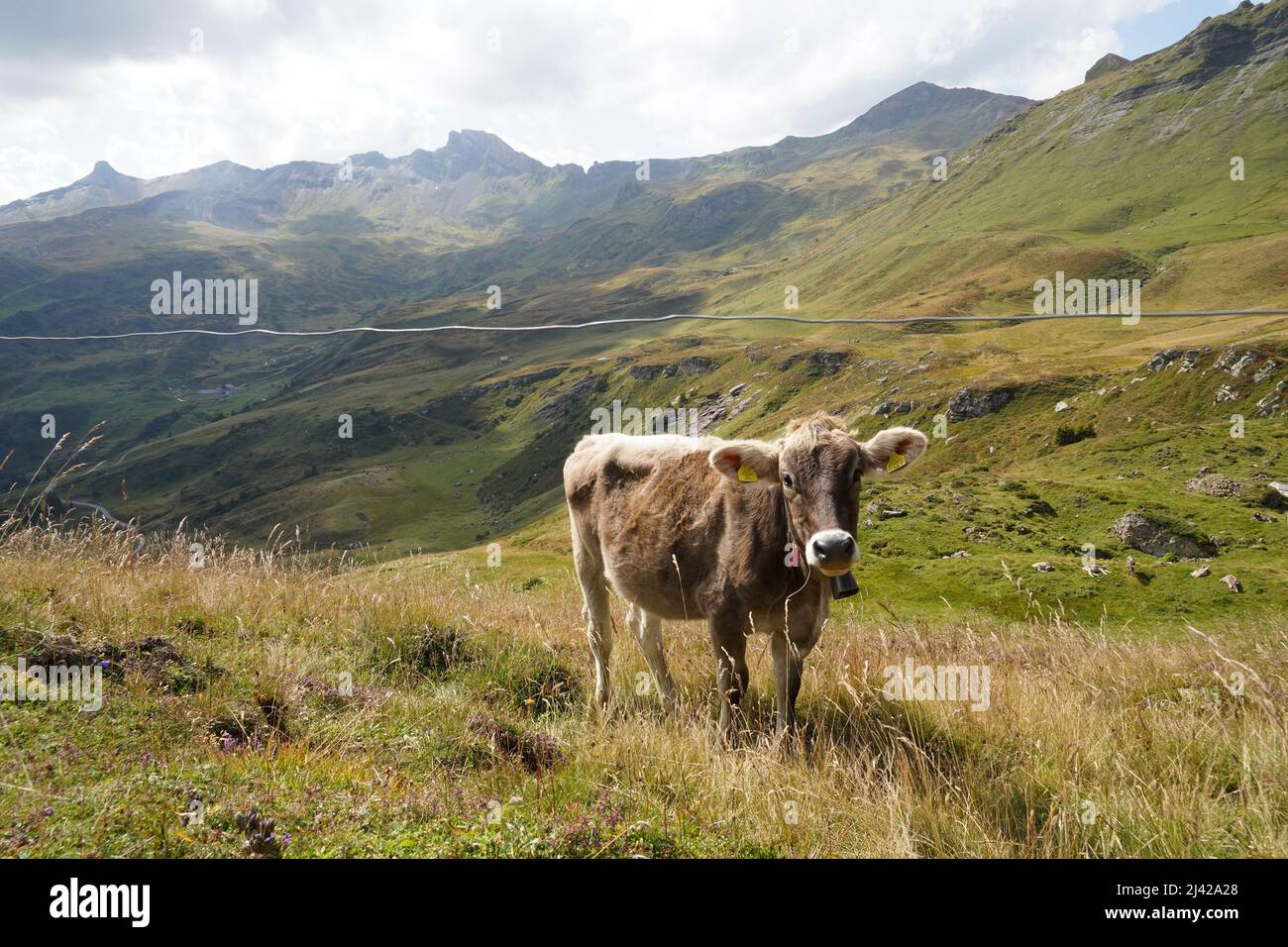 Vaca de raza dorada suiza pastando prado alpino en Suiza. En primer plano hay un alambre de metal para evitar que se escape. Foto de stock