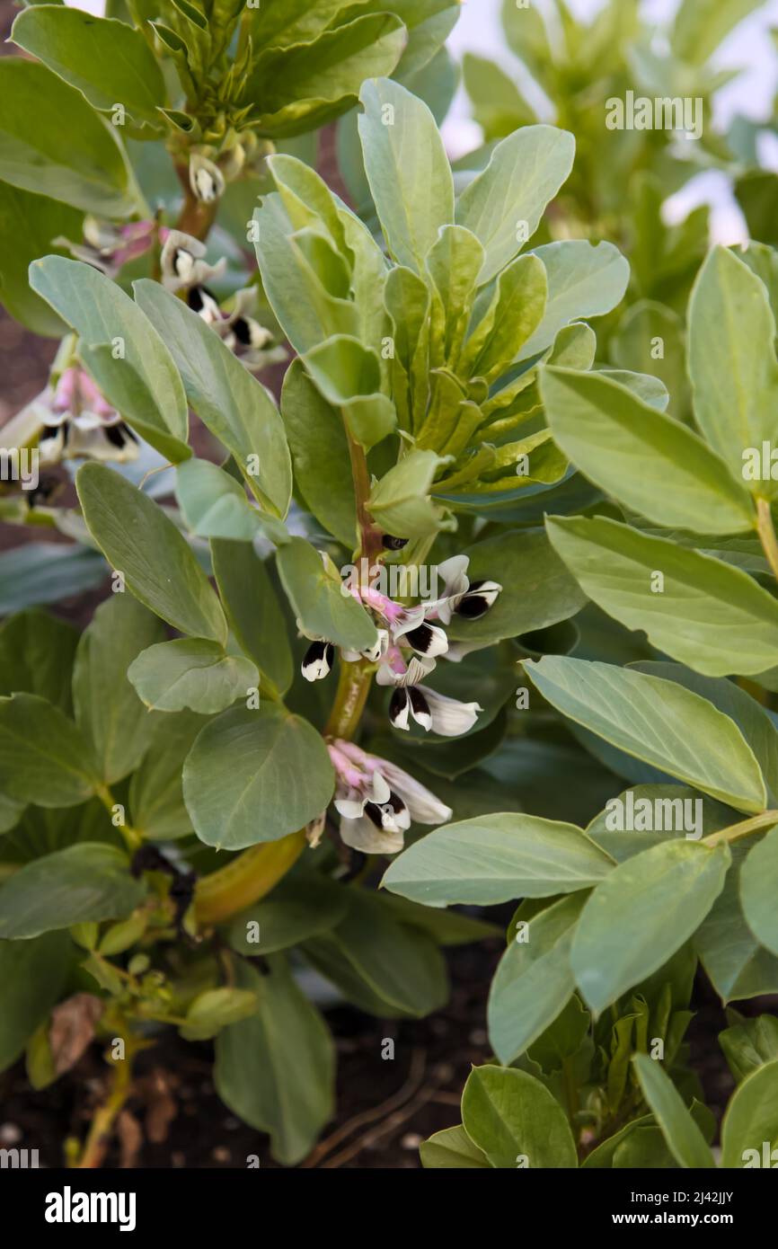 Aquadulce Claudia Broad Bean Growing en RHS Garden Wisley, Surrey