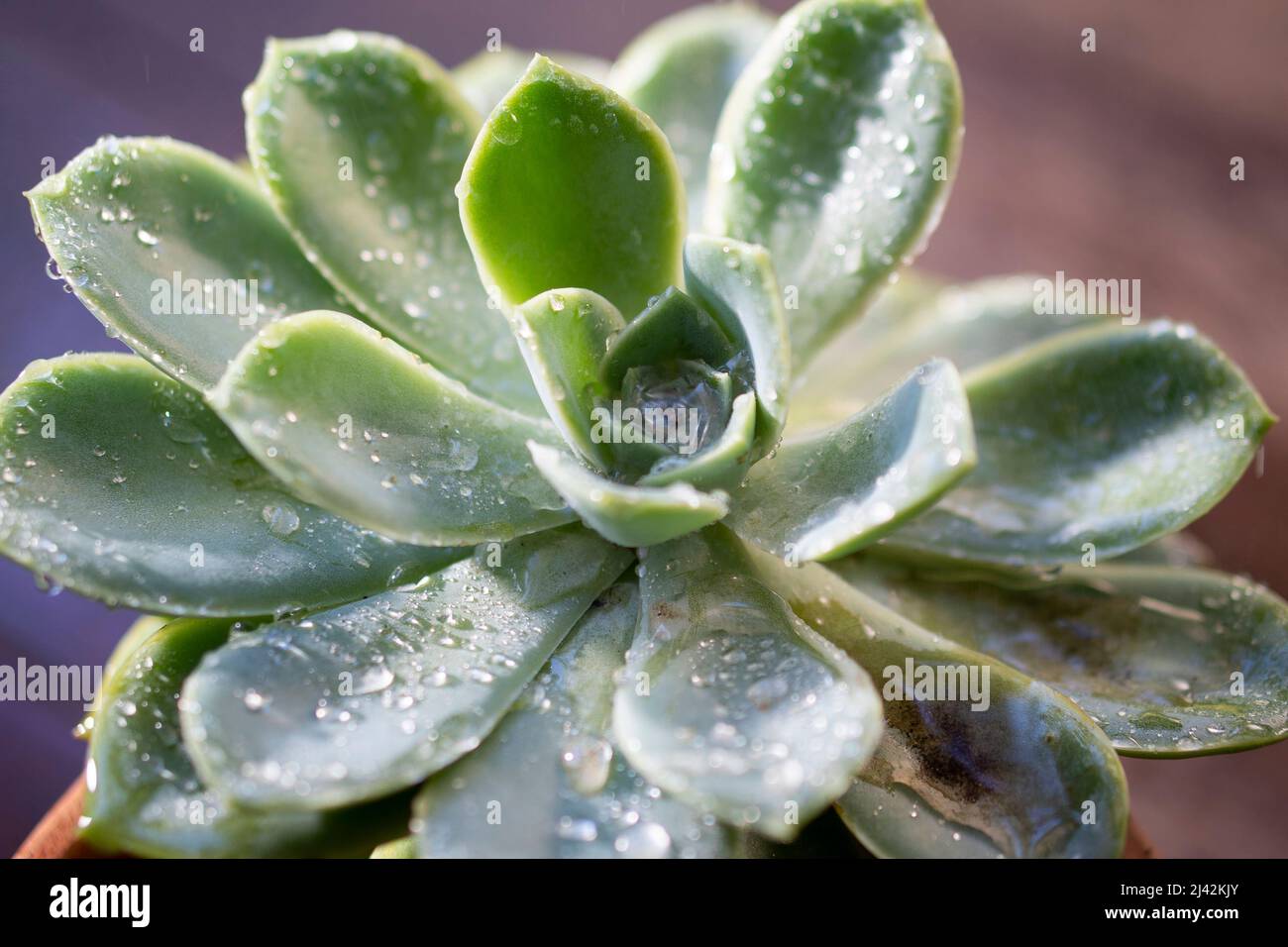 Hoja verde con gotas de lluvia a la luz del sol Foto de stock