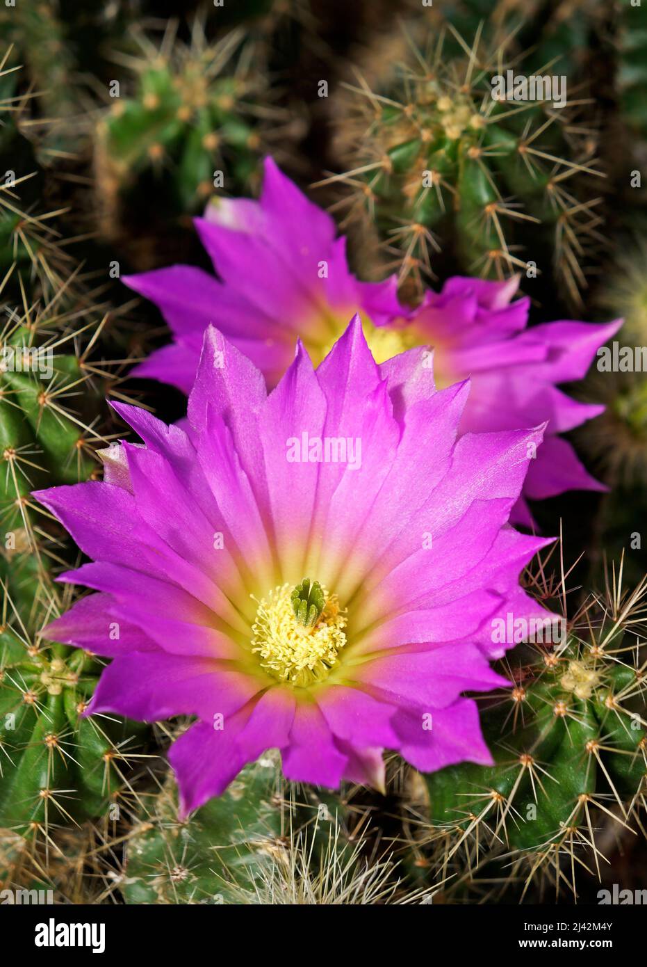 Flores de cactus de color rosa brillante (Echinocereus cinerascens) en el  jardín Fotografía de stock - Alamy
