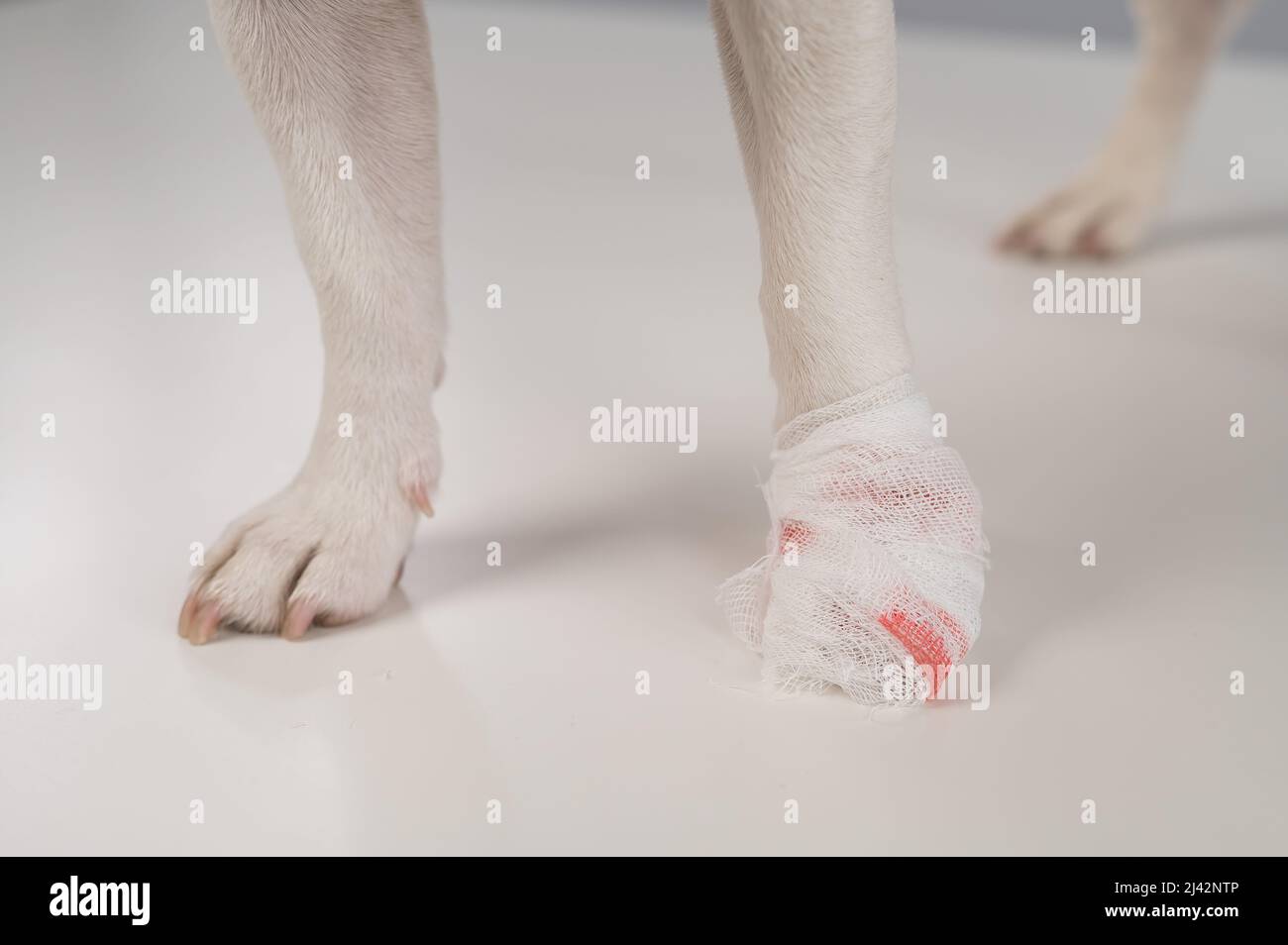 Primer plano de la pata de un perro vendado sobre un fondo blanco. Foto de stock