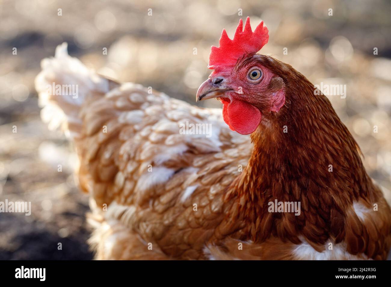 Retrato de cerca de una gallina moteada marrón y blanca en el patio de la granja Foto de stock
