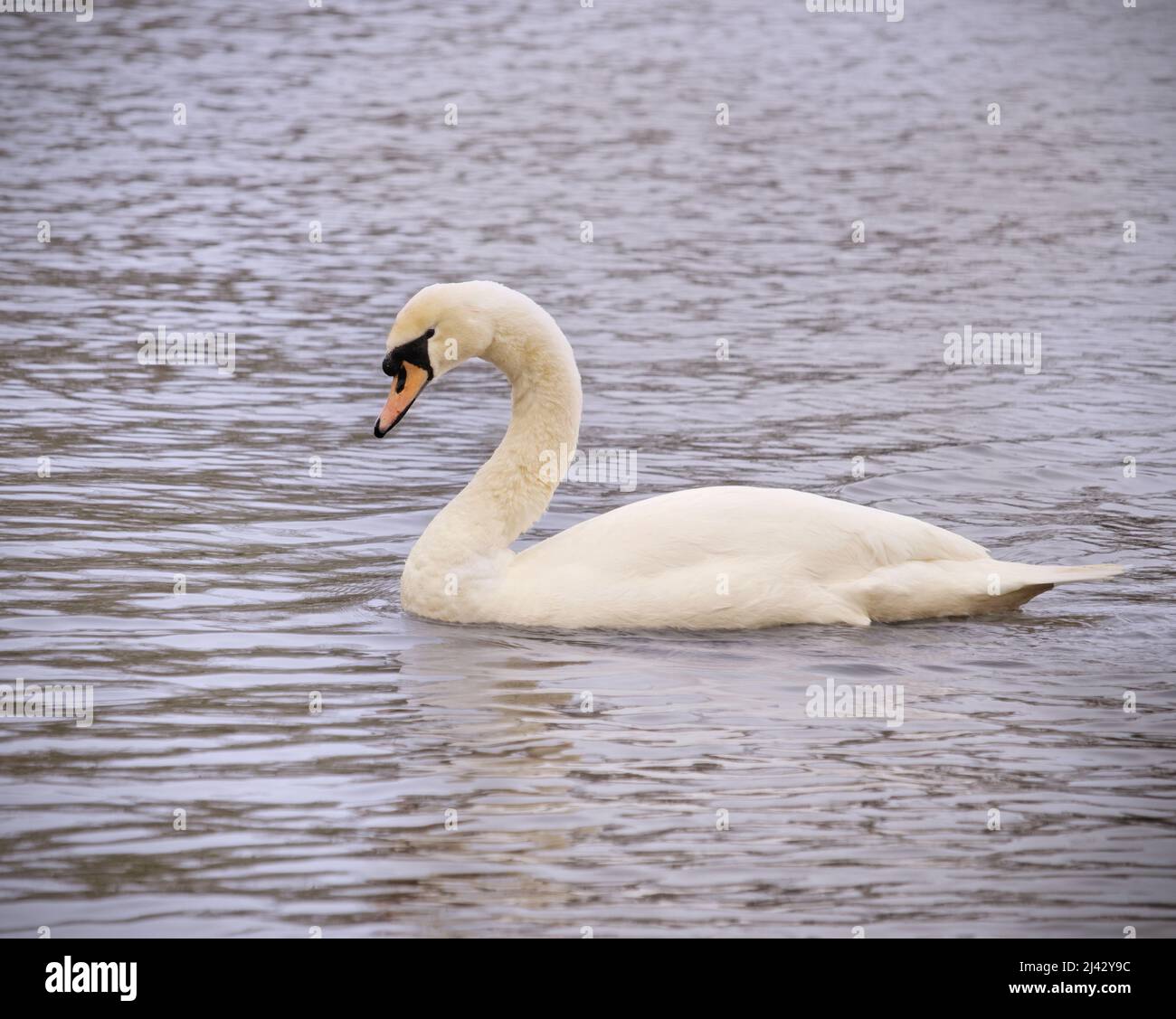 Un cisne deslizándose serenamente en un lago del parque Foto de stock